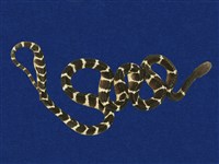 藏品(雨傘節)的圖片